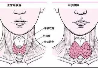 声带内收肌神经支配_支配发声的神经_支配声带运动的神经