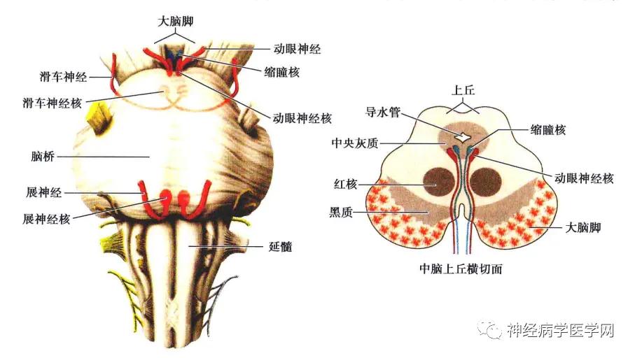 眼球障碍运动能治好吗_眼球运动障碍_眼球运动障碍怎么训练