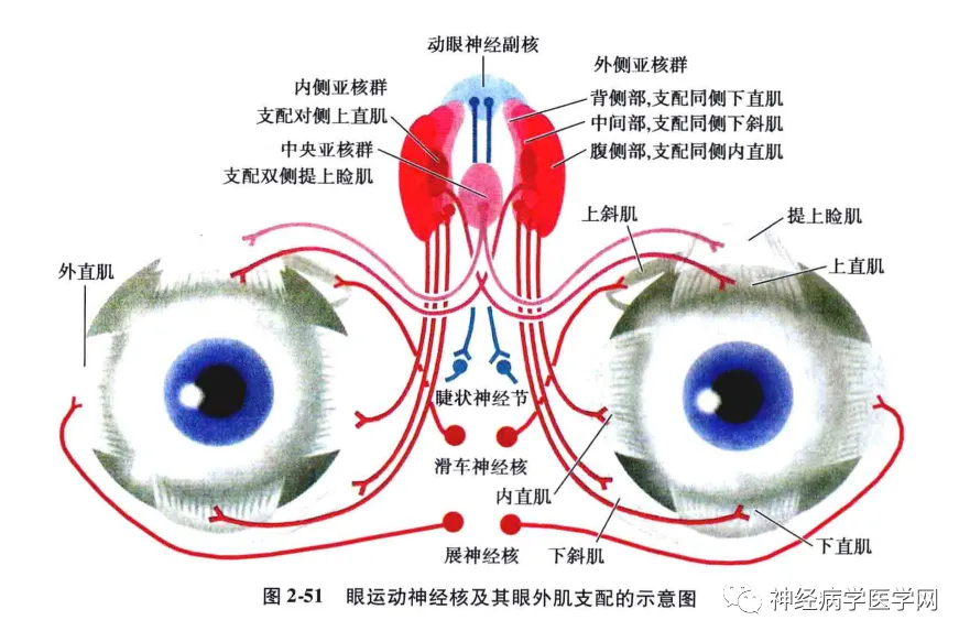 眼球运动障碍怎么训练_眼球运动障碍_眼球障碍运动能治好吗