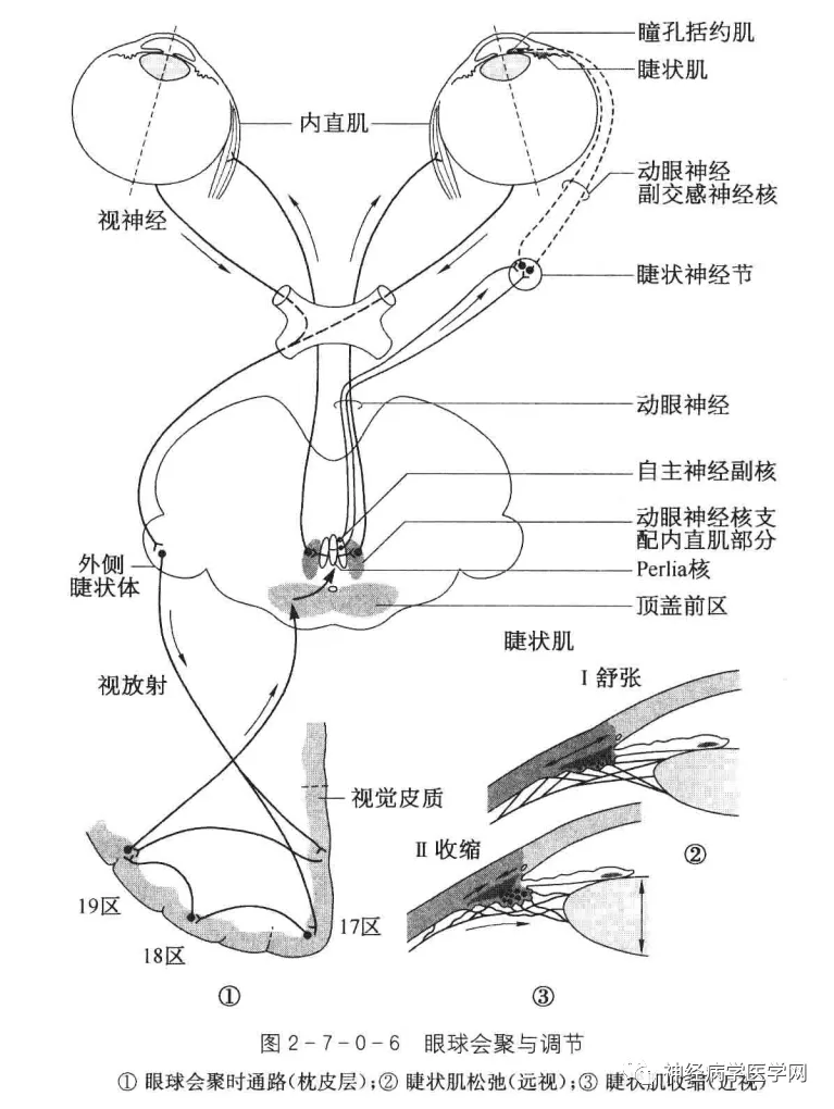 眼球障碍运动能治好吗_眼球运动障碍_眼球运动障碍怎么训练
