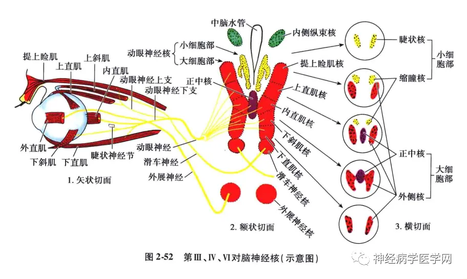 眼球障碍运动能治好吗_眼球运动障碍怎么训练_眼球运动障碍