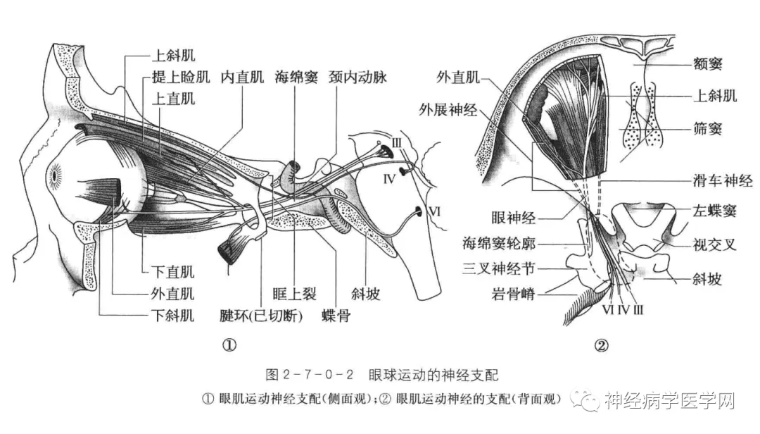 眼球障碍运动能治好吗_眼球运动障碍_眼球运动障碍怎么训练