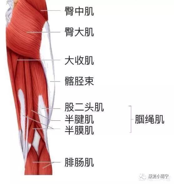 髌骨运动_运动髌骨带怎么用_运动髌骨带有用吗