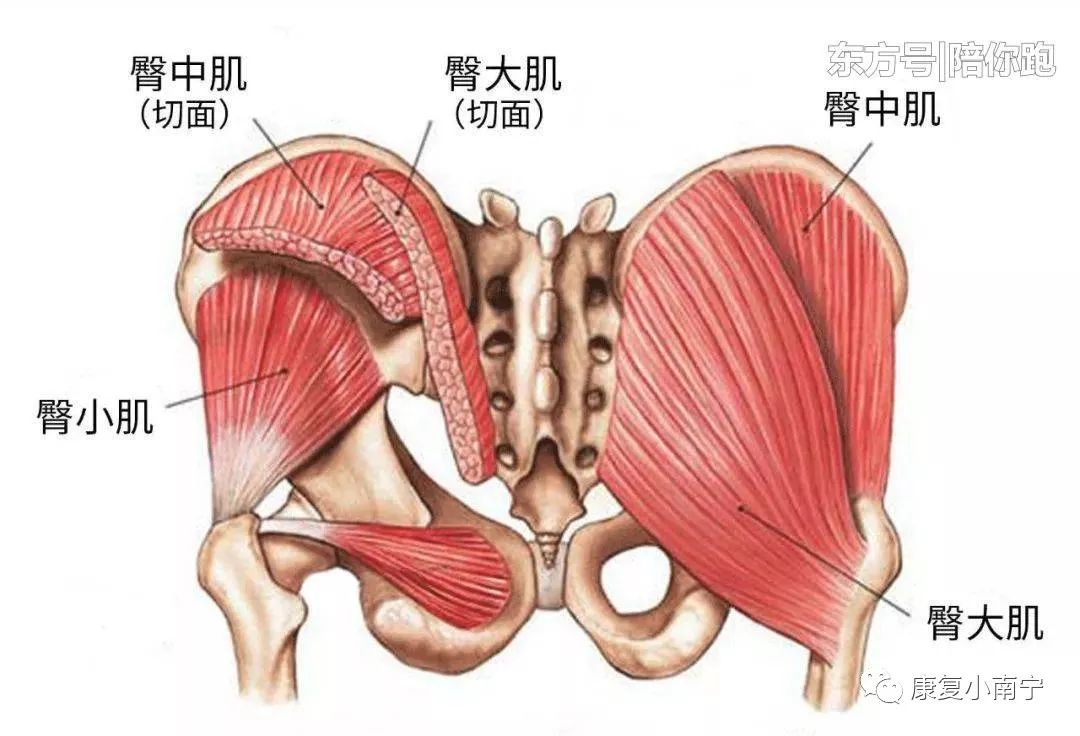 髌骨运动_运动髌骨带有用吗_运动髌骨带怎么用