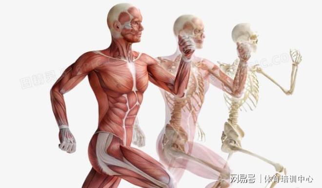 高薪运动员最简单三个指标_高薪运动_高薪运动排名
